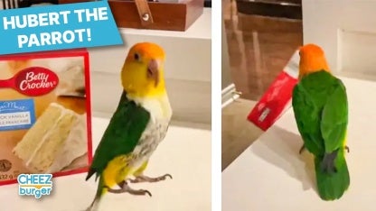 fuckyeahcuteanimalss  Dancing animals, Funny animals, Animal gifs