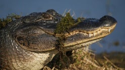 thumbnail-inlfo2tbjjcue2ttmjieymruni2gs4zv