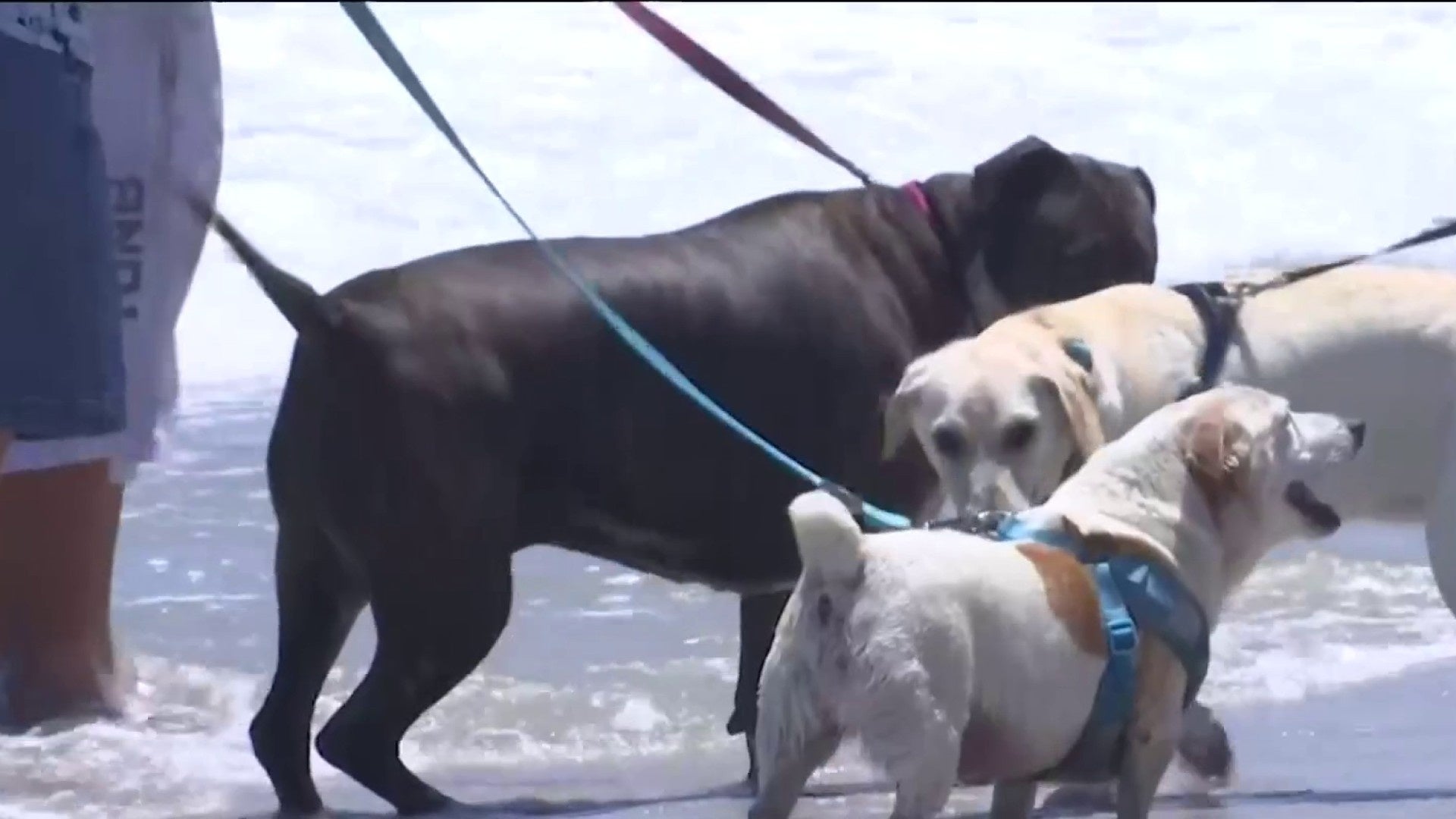 se permiten perros en las playas del condado de volusia